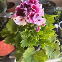 Geranium 