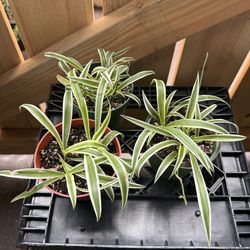 Spider plant