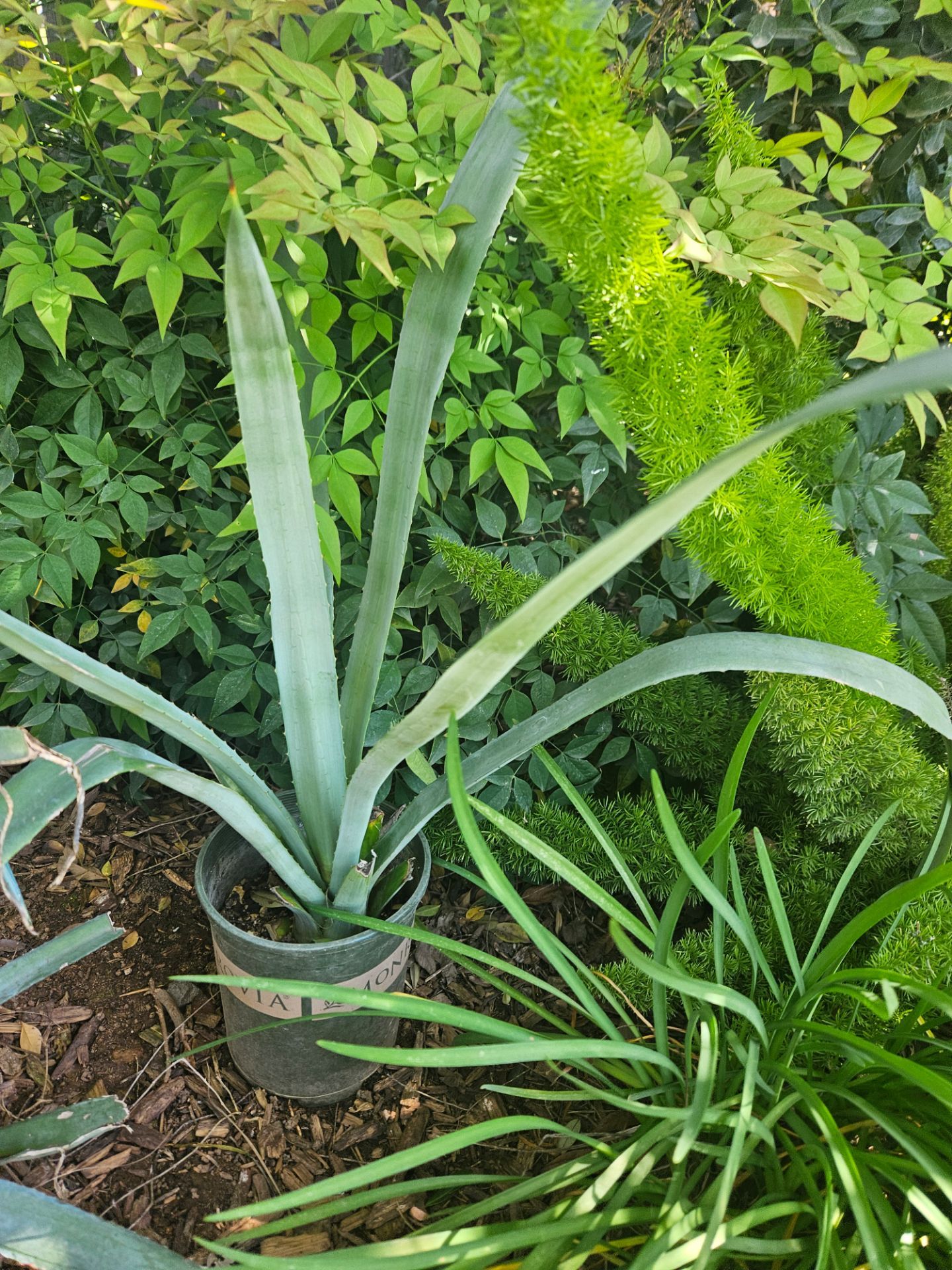 Tequila Agave. Pick up