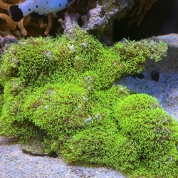 Aquarium Display Toys