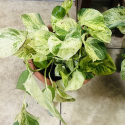 Plants For Sale 20 Each Photos