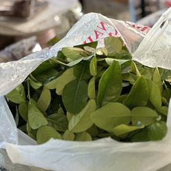 Freshly Cut Young Kaffir Lime Leaves For Cooking  1 lb. 