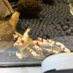 PRL Caridina Shrimp Aquarium Accessories