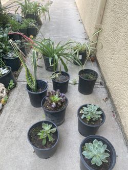 Beautiful succulents $5 each