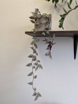 Inch plant