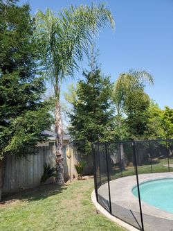 Queen palms for sale