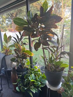 Pots of plants
