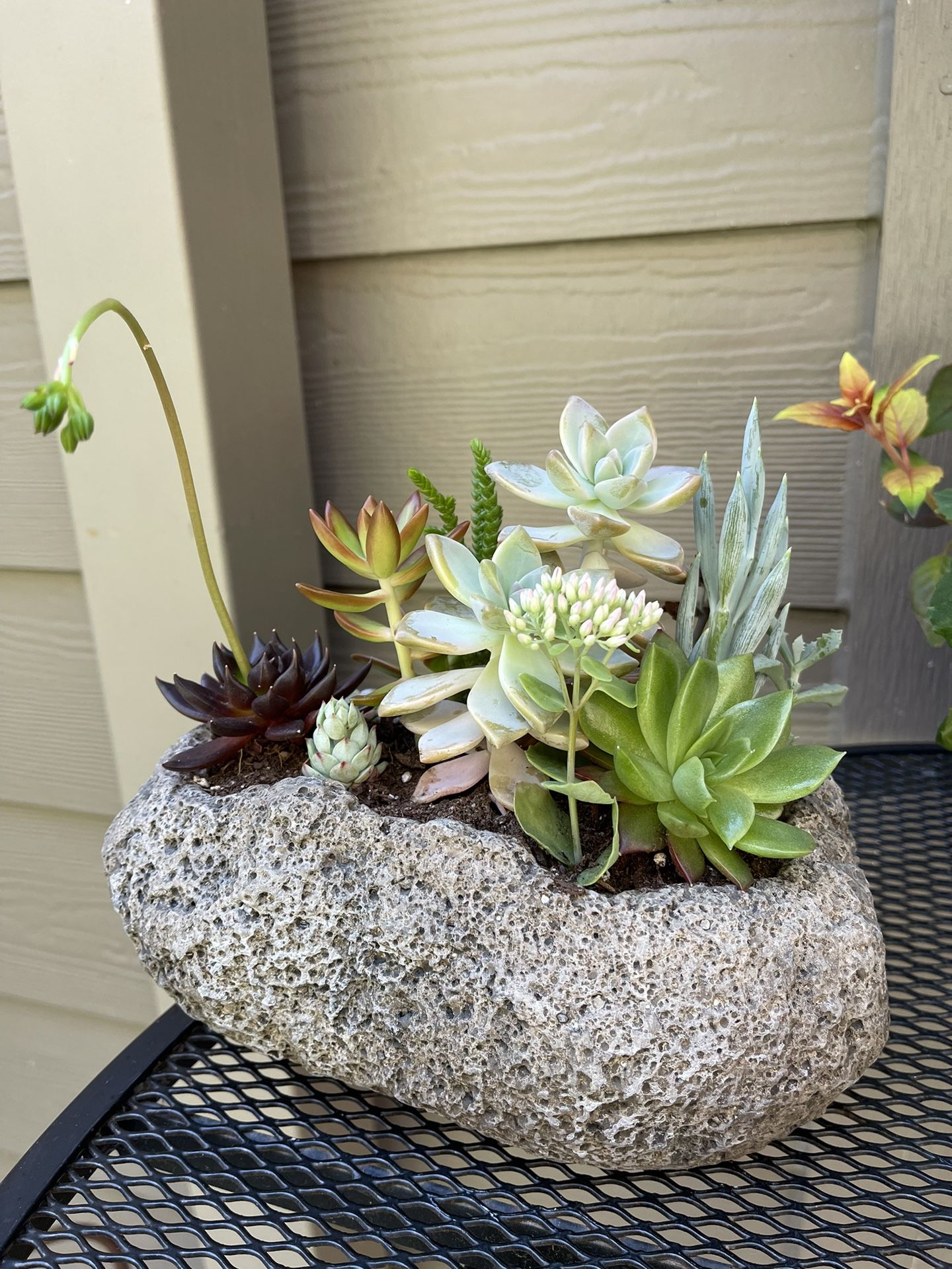 🎁Beautiful Arrangement From Different Succulents in Heavy Pot 9"x6"x3.5"
