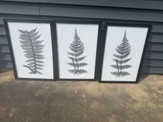 3 Glass framed botanical picture