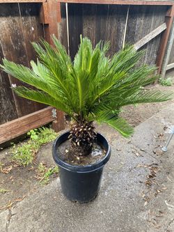 Sago Palm