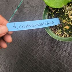 Hoya Cinnamomifolia In a 4"pot 