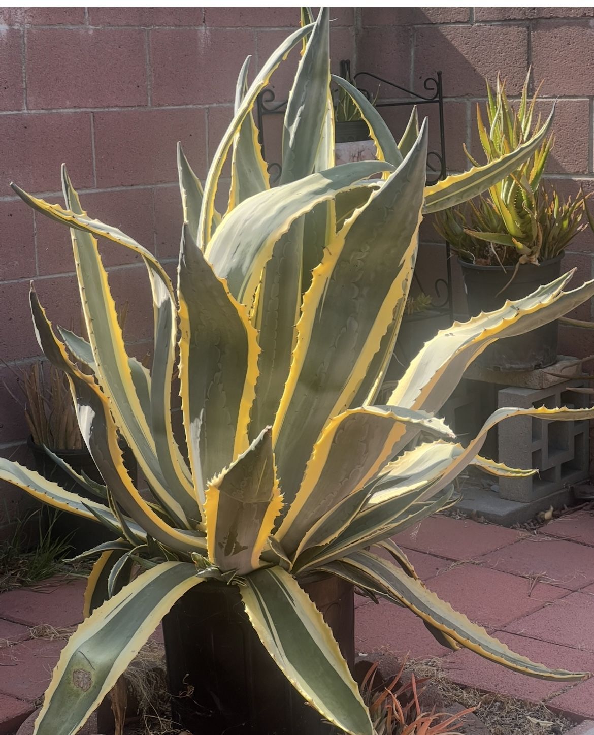 LARGE POTTED AGAVE