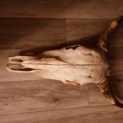 Steer Skull