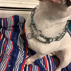 Big Dog Collar OfferUp!! 