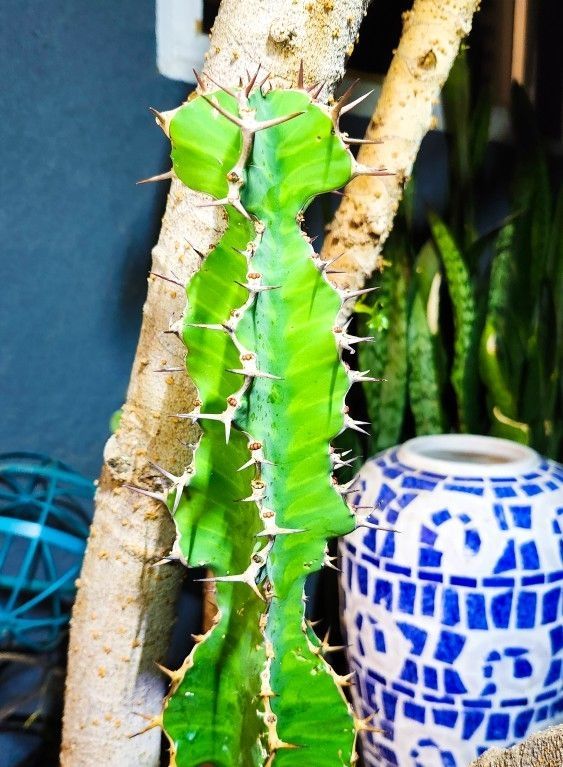 Zig-Zag Cactus Cuttings up to 1-3' ft. Tall - Euphorbia Grandicornis "Cow's Horn" 🌵