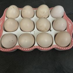 Ayam Cemani Hatching Eggs