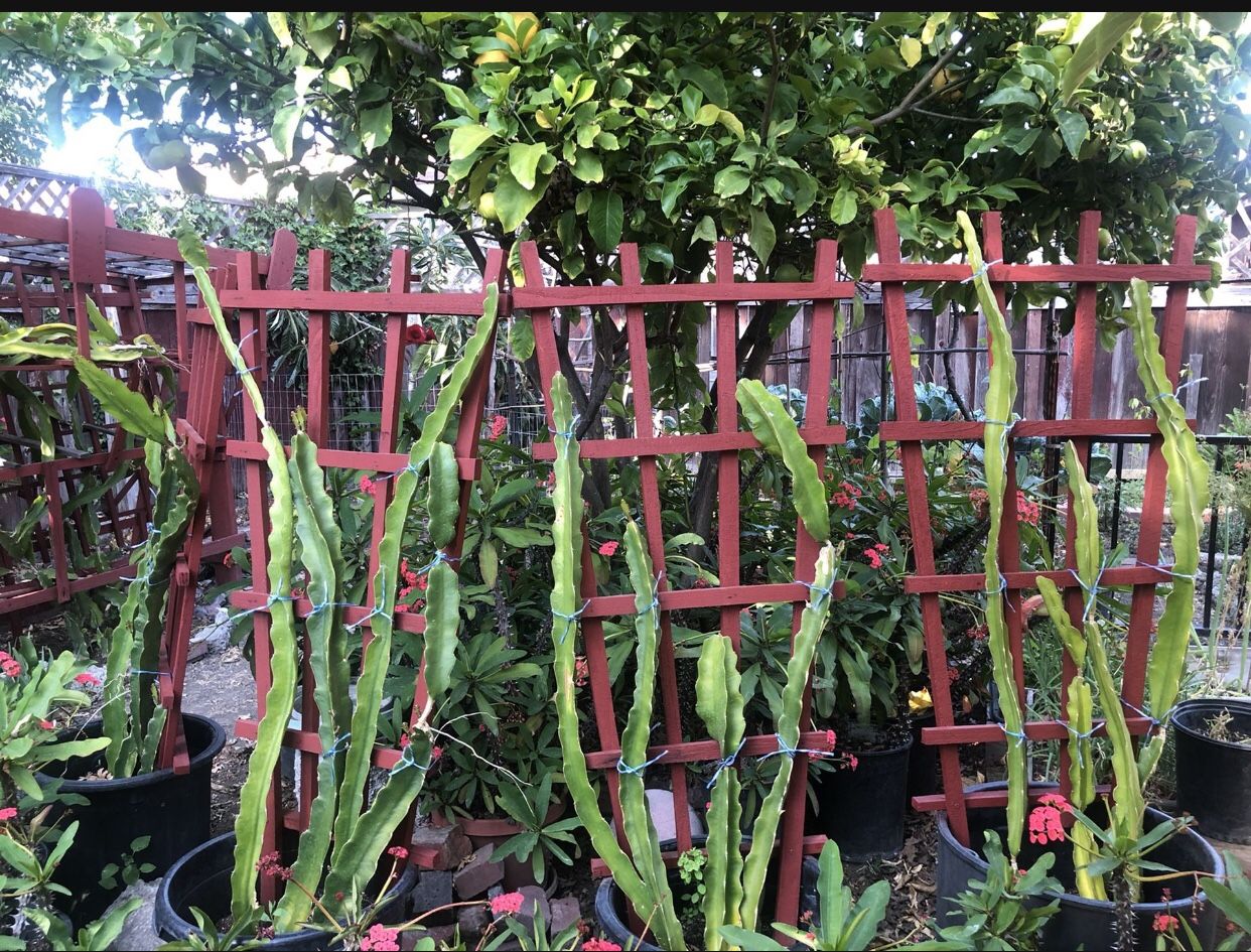 Extra Large Dragon Fruit Red With White Flesh-1 Left