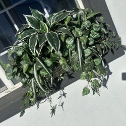 Outside Or Inside Plants 30$ For Both