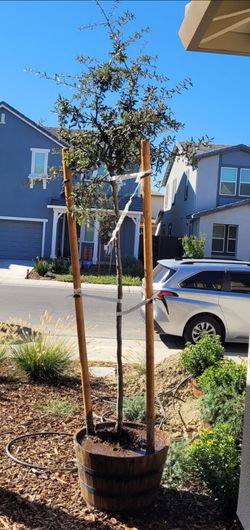 Live Olive Tree in Wooden Barrel Planter