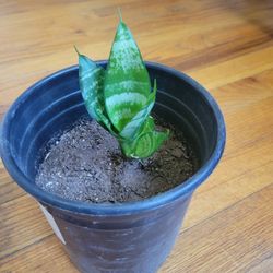 Snake Plant 