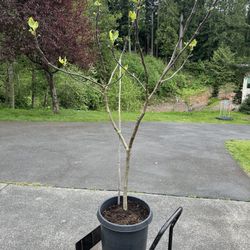 6ft Brown Turkey Fig Tree