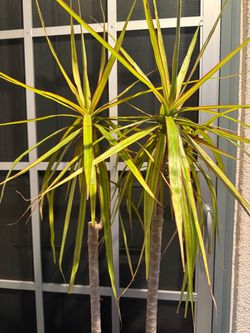 Large Dracaena Marginata Plant