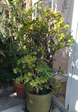 4 feet high Jade plant