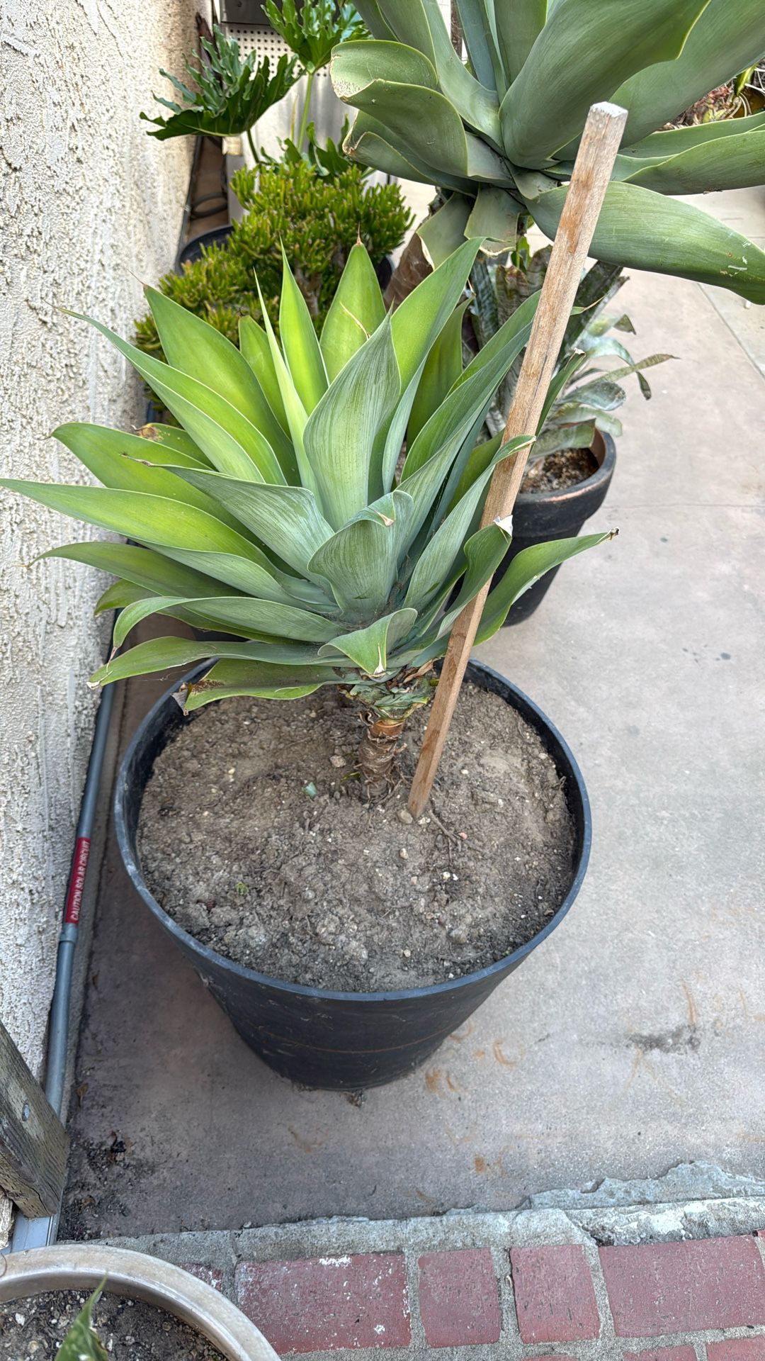 Agave Plant
