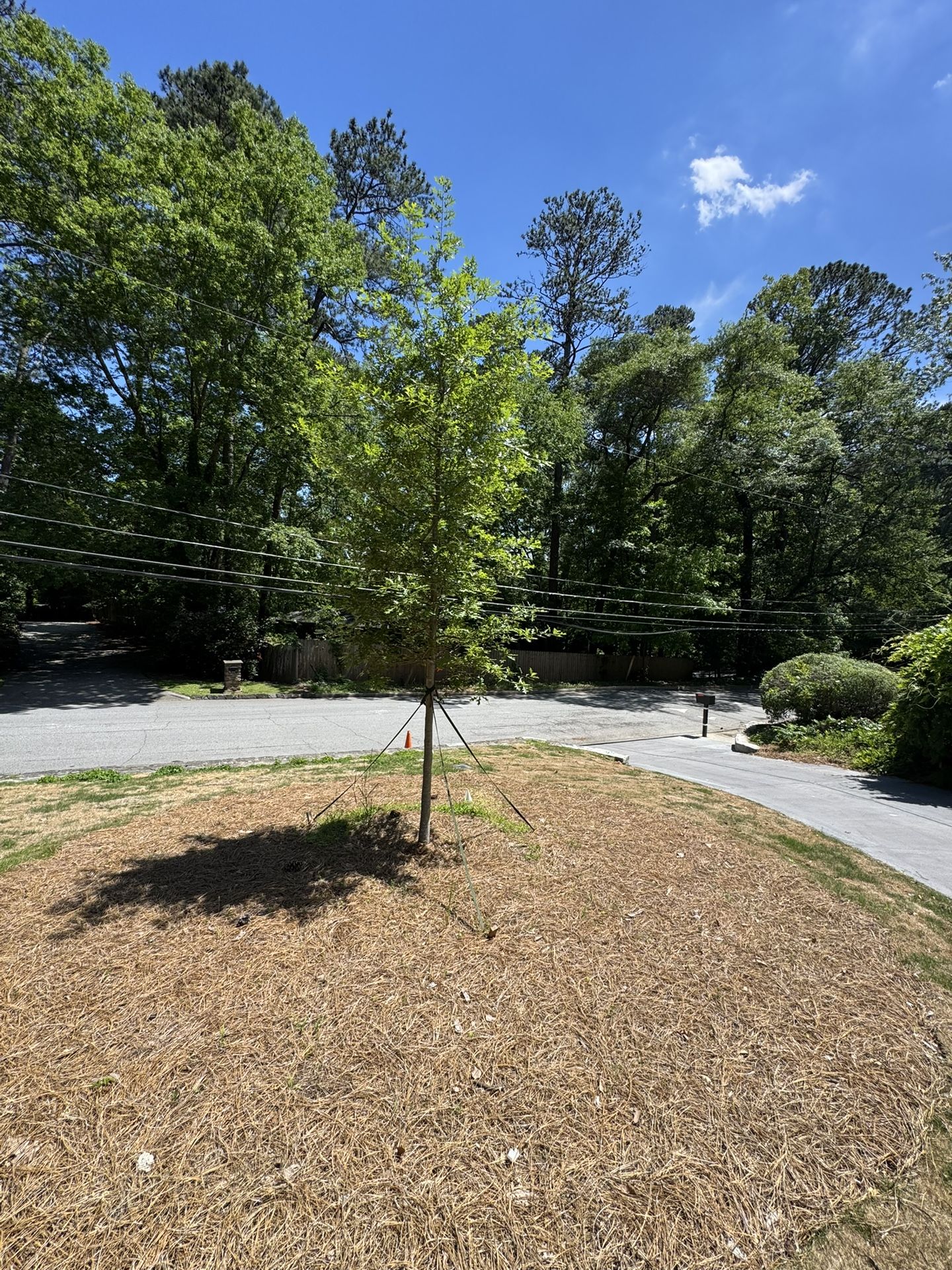 Two (2) Nuttal Oak Trees 3” caliper (new)