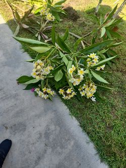 Yellow Plumeria BIG STOCK 