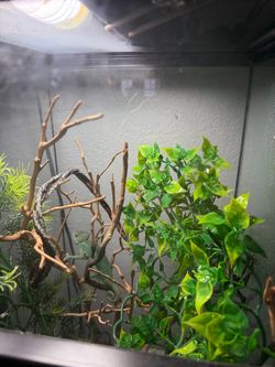 Reptile Terrarium Enclosure with Decor