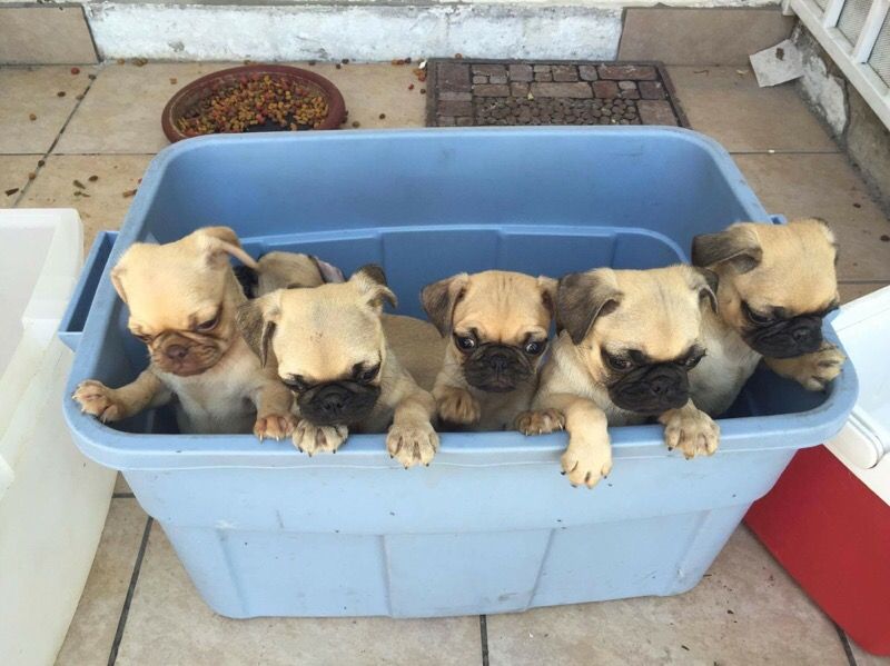 Pug puppies!