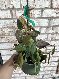 Philodendron Micans