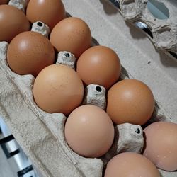 Fresh Backyard Chicken Eggs 