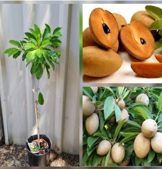 Alano Sapodilla Grafted Trees 🌳 3gal Arboles De Nispero, Sapote Chico En 3gal
