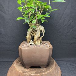Ficus Ginseng Bonsai Tree In Unglazed Zisha Pot($60)
