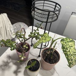 House plants + metal stand