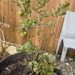 Aronia Berry Plant