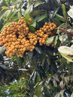 Longan fruit for sale $4 per lbs