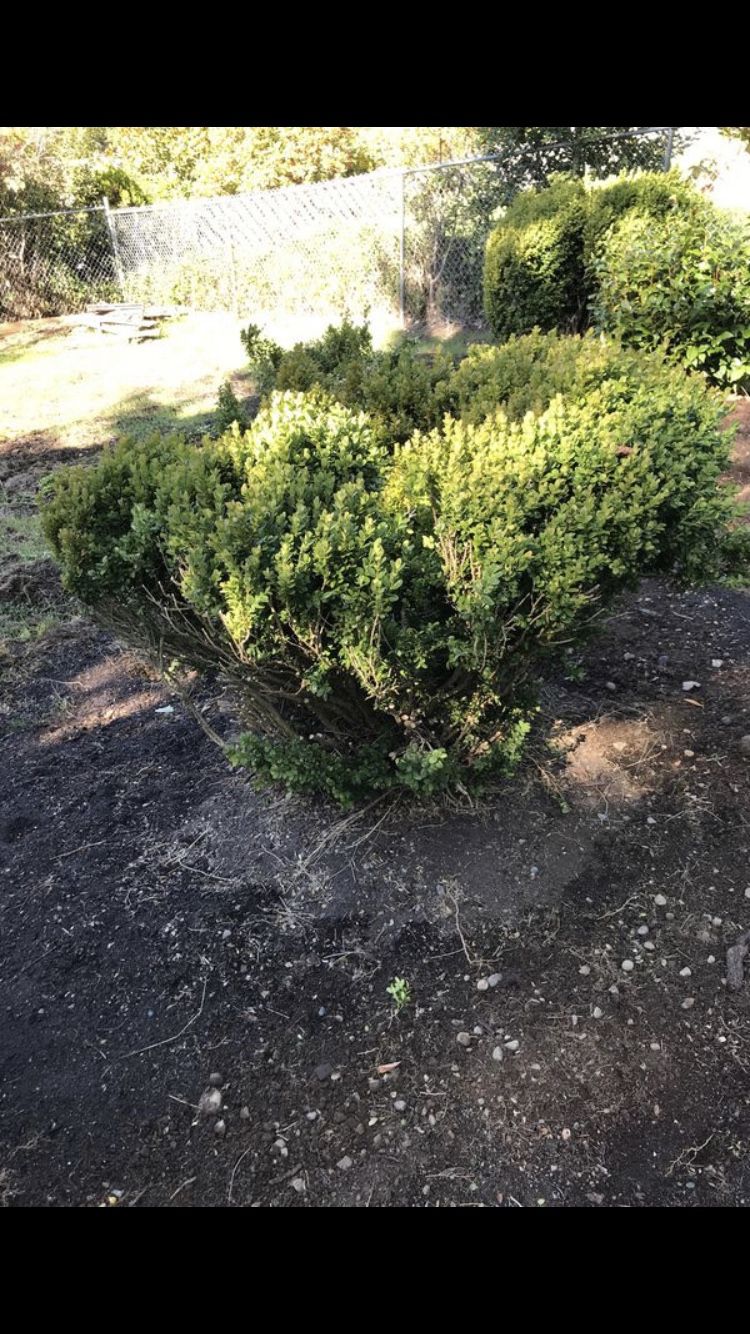 FREE Boxwoods