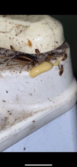 Roaches