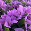 Bougainvilleanursery