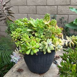 Succulents
