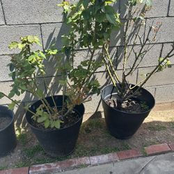 Rose  bushes 