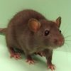 Kick Rat