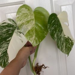 Beautiful Albo Monstera Top Plant CUTTING - with Active Roots