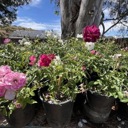 5 Gallon Rose Bushes