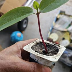 Red Malabar Spinach Plant, Grown From Seed