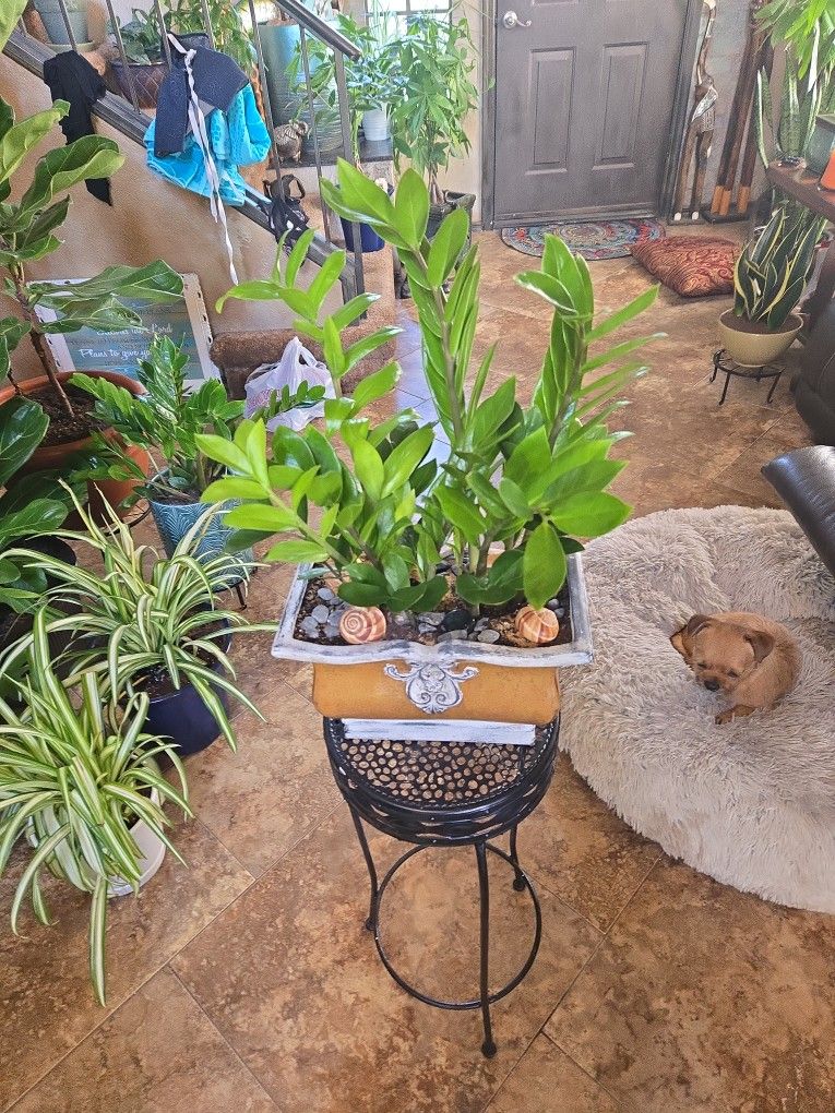 ZZ Plant In New 12 Wide Ceramic Pot With Sand, Shells And Stones