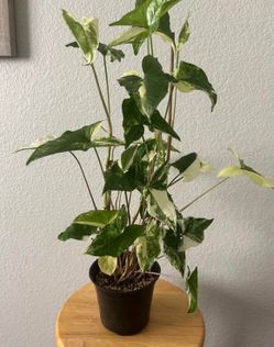Syngonium Albo Arrowhead plant 6 in Pot